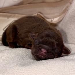 Chocolate Dobie Boy - Chocolate and tan male Shih Tzu puppy in Albany, New York from Precious Shihpoo’s and Luxurious Shih Tzu’s