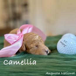 Camellia - Apricot female Poodle puppy in Salem, Oregon from Lavish Poodles
