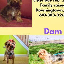 Rottweilers and Yorkshire Terriers from Superior Family Kennels