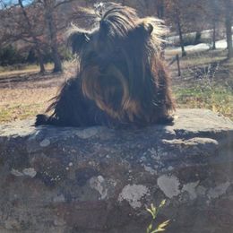 Cash - Yorkshire Terrier
