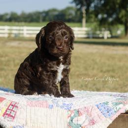 Hazel - female Cockapoo puppy in Lowry City, Missouri from Cooper Creek Puppies