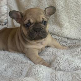 Gus - Fawn male French Bulldog puppy in Billings, Montana from Yellowstone Frenchies