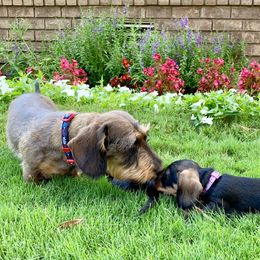 Dachshund Puppies from Vom Dörnerstein