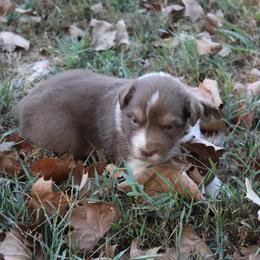 Jay - Red tri-color male Australian Shepherd puppy in Kansas, Oklahoma from Windy G Farm
