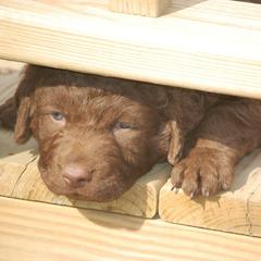 Chesapeake Bay Retriever Puppies from Pond Hollow Chesapeakes