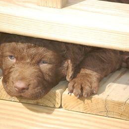 Chesapeake Bay Retriever Puppies from Pond Hollow Chesapeakes