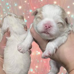 Marshmallow - Gold and white female Shihpoo puppy in Coshocton, Ohio from Forever Family Puppies