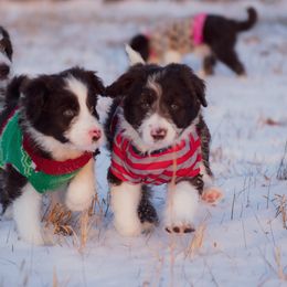Bordoodle Puppies from 2J 2K Bordoodles