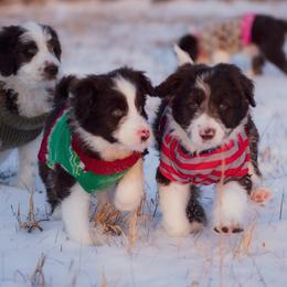 Bordoodle Puppies from 2J 2K Bordoodles