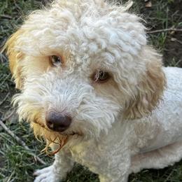Apple - Poodle