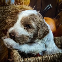 Orange Boy - Parti male Goldendoodle puppy in Palm Bay, Florida from Costa's Curly Canines