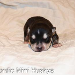 Boy 1 - Black and white male Alaskan Klee Kai puppy in Klamath Falls, Oregon from Nordic Mini Huskys