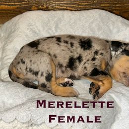 Catahoula Leopard Dog Puppies from M5 Catahoulas