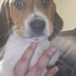 Buddy - White black and tan male Beagle puppy in East Providence, Rhode Island from Amanda's Beagles