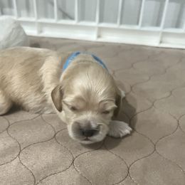 Cockapoo Puppies from Brevard County Cockapoos