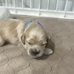Cockapoo Puppies from Brevard County Cockapoos