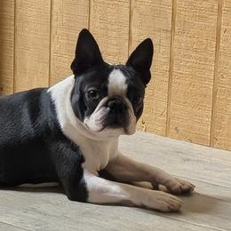 Topper - Black brindle and white male Boston Terrier puppy in Macon, Georgia from Whispering Willows