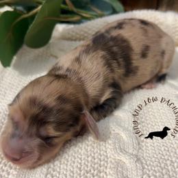 Black and Cream Dapple - Dapple female Dachshund puppy in Nampa, Idaho from Long_and_Low_Dachshunds