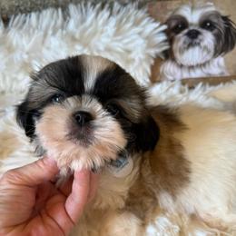 AKC Walter - Champion Bloodline - Tricolor male Shih Tzu puppy in Long Beach, California from Prieto Shih-Tzu's