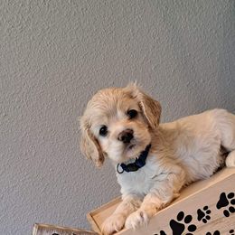 Cocker Spaniel Puppies from East Texas American Cocker Spaniels