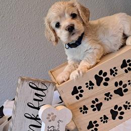 Cocker Spaniel Puppies from East Texas American Cocker Spaniels