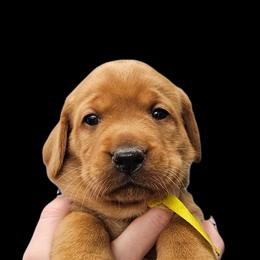 Brenda - Yellow female Labrador Retriever puppy in Sidney, Nebraska from Nebraska Strong Labradors