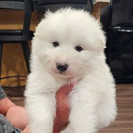 Clover - White and biscuit female Samoyed puppy in West Jordan, Utah from Rocky Mountain Samoyeds
