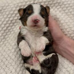 Peanut - Tri-color male Bernedoodle puppy in Modesto, California from Central Valley Canine Companions