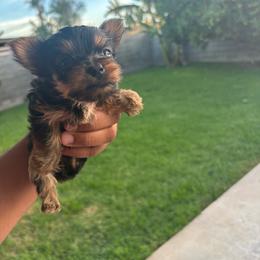 Male 2 - Blue and gold male Yorkshire Terrier puppy in Pomona, California from Carbajal Yorkshire Terriers