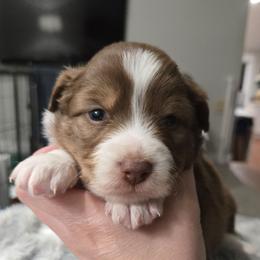 Mr wrinkles - Red tri-color male Miniature American Shepherd puppy in Santa Rosa, California from BennettValleyAussies