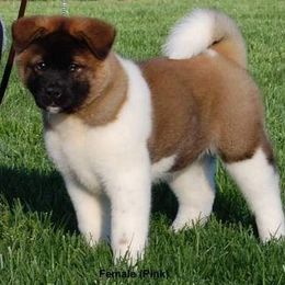 Akita from Hickory Ridge Akitas