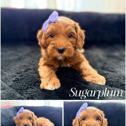 Sugarplum - Red female Australian Labradoodle puppy in Summerfield, North Carolina from Four Oaks Labradoodles