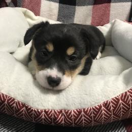 Pembroke Welsh Corgi Puppies from Hammon Pembroke Welsh Corgis