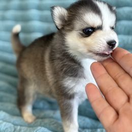 Bill - Wolf sable male Pomsky puppy in Aberdeen, Idaho from Willow Creek Cresteds