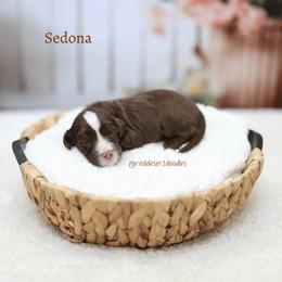 Girl 3 - female Australian Labradoodle puppy in Hurricane, Utah from Red Desert Doodles