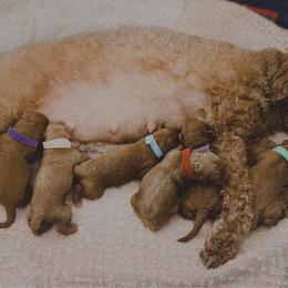 Noelle (light blue collar) - Red  female Goldendoodle puppy in Easley, South Carolina from Pawmetto Goldendoodles
