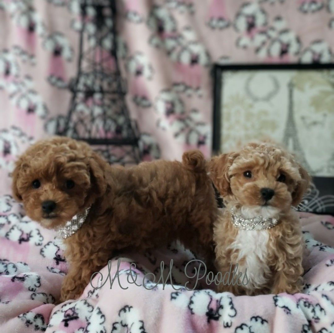 M Poodles In Ohio Poodle Puppies