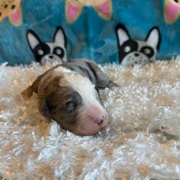 Quartz - Blue merle male Aussiedoodle puppy in Kensington, Ohio from Hickory Hideaway Doodles