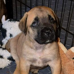 Neil Down - Fawn male Mastiff puppy in Carthage, Missouri from Mama’s Mastiffs