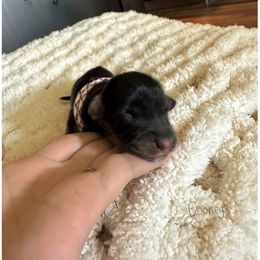 Monica - Black and cream female Dachshund puppy in Molino, Florida from Dooney's Dachshunds