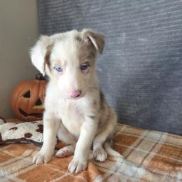 Lily - Lilac merle female Border Collie puppy in Gary, Indiana from Lake Ridge Border Collies