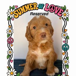 Penny Lane - Apricot female Goldendoodle puppy in Frostproof, Florida from Lover Dover Doodles
