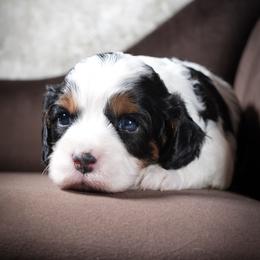 Tri color boy 2 - Tri-color male Cavapoo puppy in Newport Beach, California from WW Cavapoos