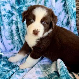 Finn - Red tri-color male Australian Shepherd puppy in Oxford, Florida from SoCo Aussies