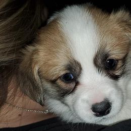 Pembroke Welsh Corgis from Cynnor's Corgis