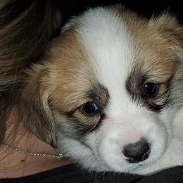 Pembroke Welsh Corgis from Cynnor's Corgis