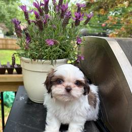 Akc Girl - Liver and white female Shih Tzu puppy in Springfield, Missouri from Lopez Family Tails