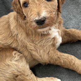 Goldendoodle Puppies from Hilltop Goldendoodles