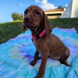 Vizsla Puppies from Countryside Vizslas