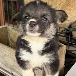 Boy 2 - Black and tan male Pembroke Welsh Corgi puppy in Moulton, Alabama from Reed's Pembroke Corgi Welsh